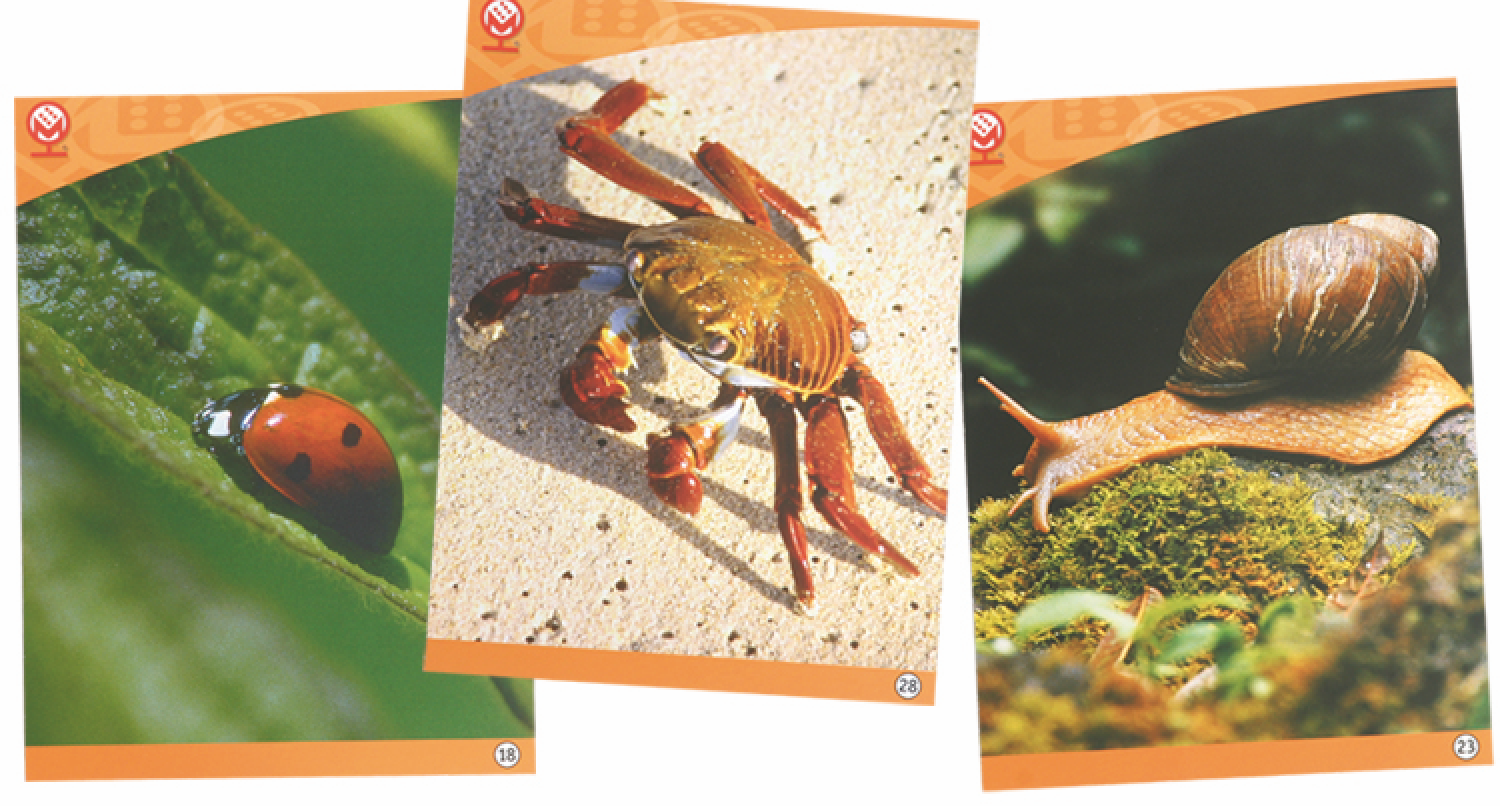 Karten-Satz für das Ratespiel „Versteckte Bilder“ – Verschiedene Themenbereiche